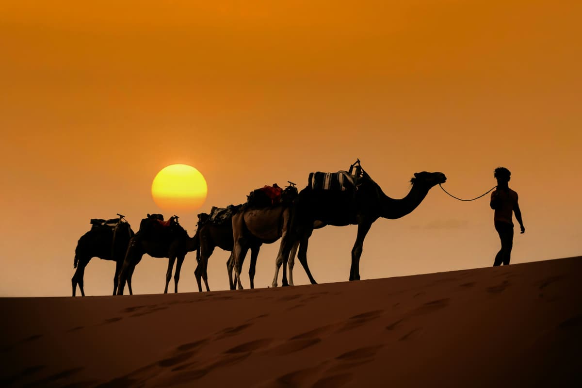 camels in desert merzouga