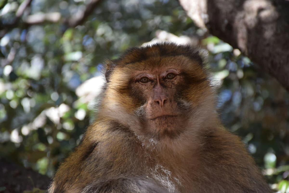middle atlas monkey in forest 