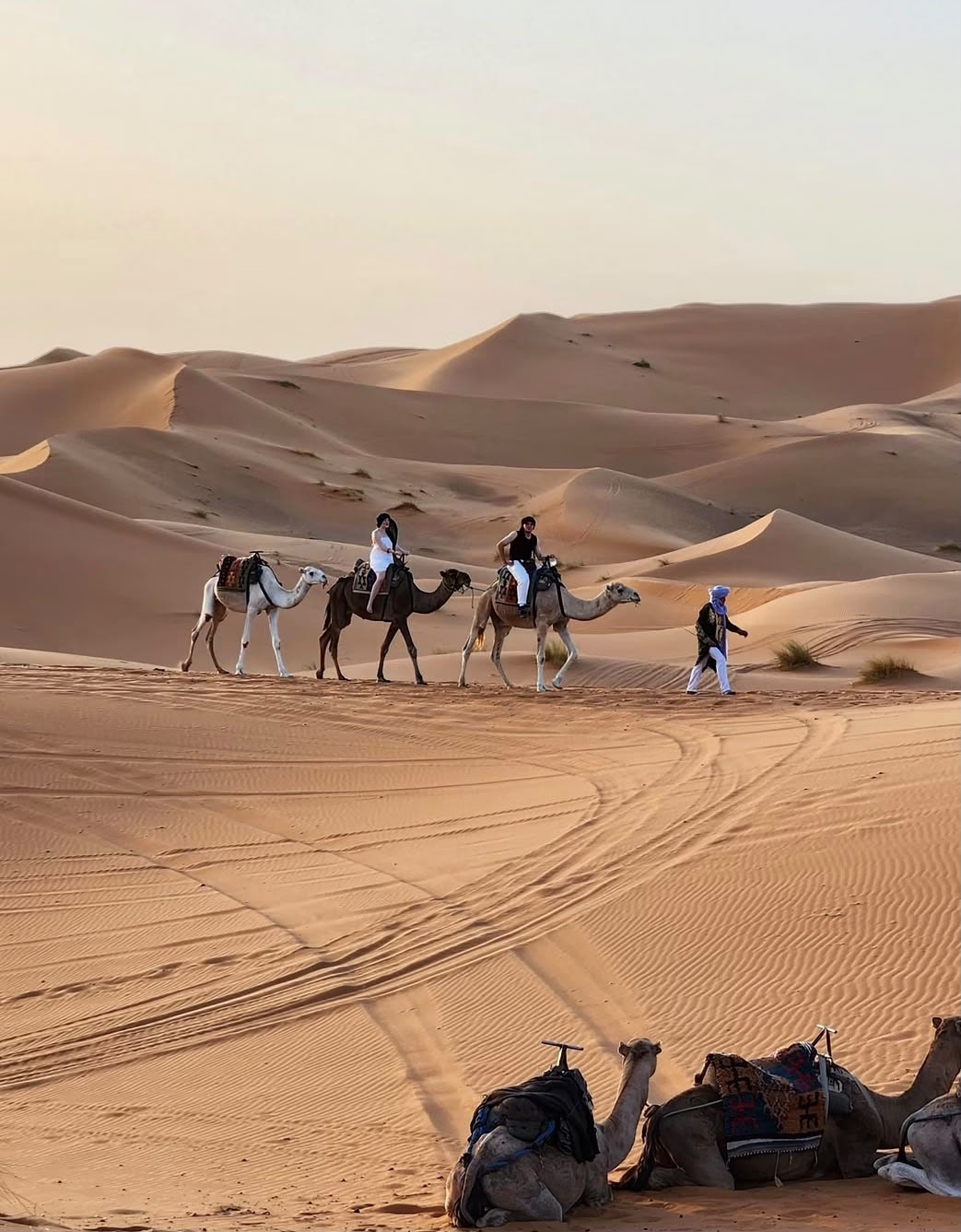 Camel ride in Morocco near the Erg Chebbi dunes at Merzouga
